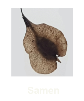 Video - Samen - Ariane Gschwindt