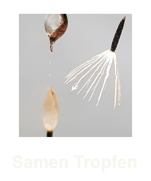 Video-Samen Tropfen-Ariane-Gschwindt