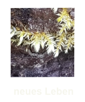 Video-neues Leben-Ariane-Gschwindt