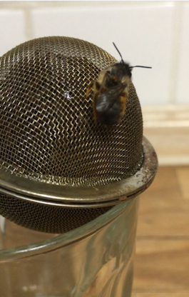 Demokratie - featuring Veronika Bittenbinder